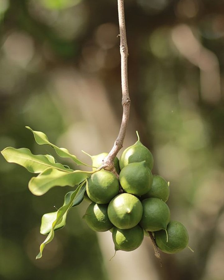 【內含25%卡卡杜李萃取!高濃度提亮膚色】Rohr Remedy澳洲卡卡杜李維C亮膚精華 Rohr Remedy Kakadu Plum Super Serum with Vitamin C 50ml