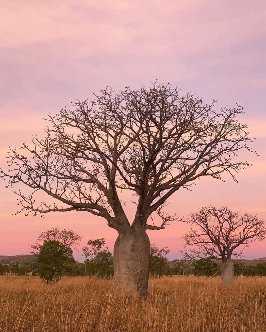 【內含25%卡卡杜李萃取！高濃度提亮膚色】Rohr Remedy澳洲卡卡杜李維C亮膚精華 Rohr Remedy Kakadu Plum Super Serum with Vitamin C 50ml
